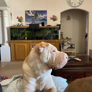 Meet your Posher, Sharon